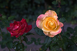 Bernhard Saalfeld - Rosengarten 2025 (9v9)